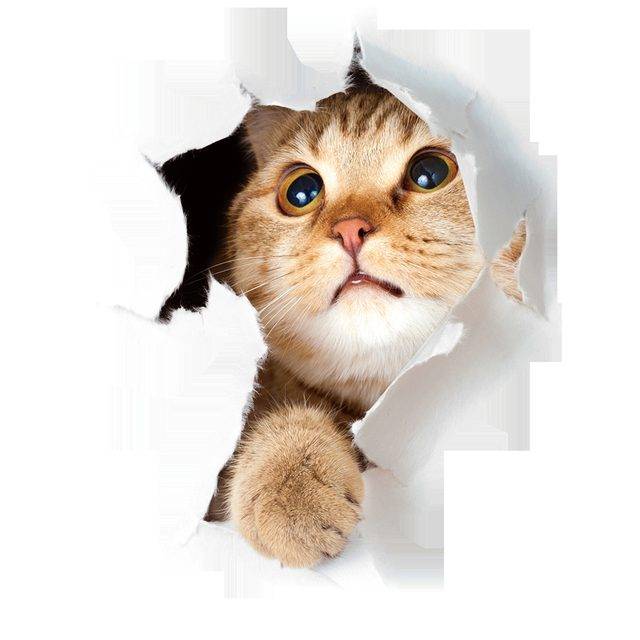 Nálepka na zeď | 3D samolepka na zeď kočka - roztomilé koťátko