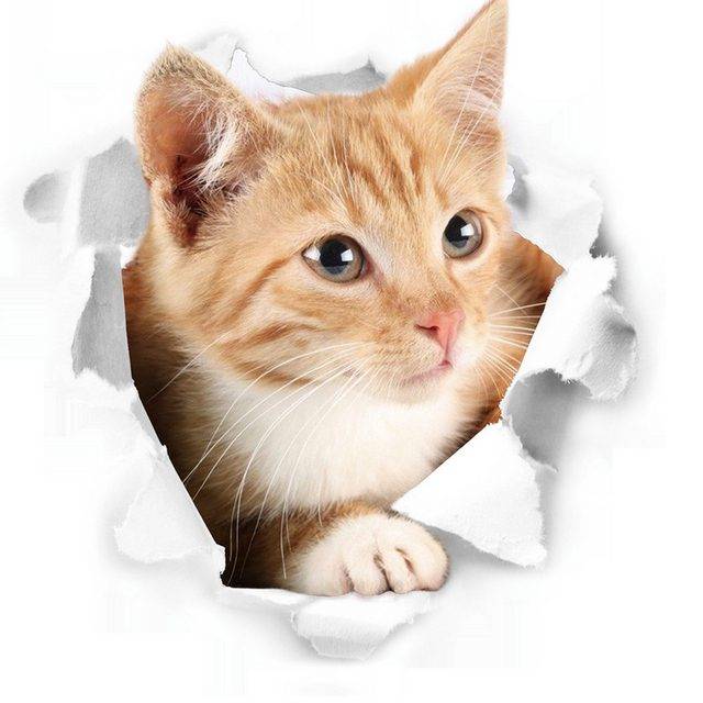Nálepka na zeď | 3D samolepka na zeď kočka - roztomilá kočka